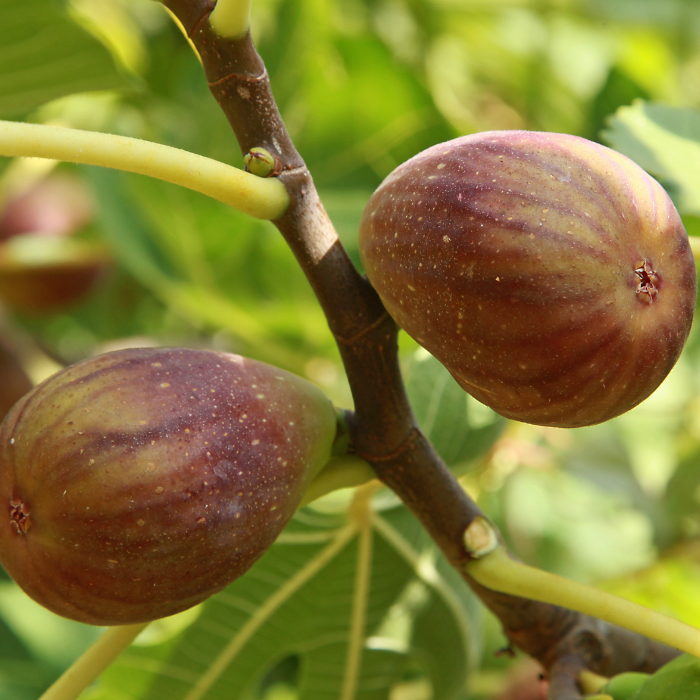 FICUS Brown Turkey fruits / LAFORET - Pépinière La Forêt