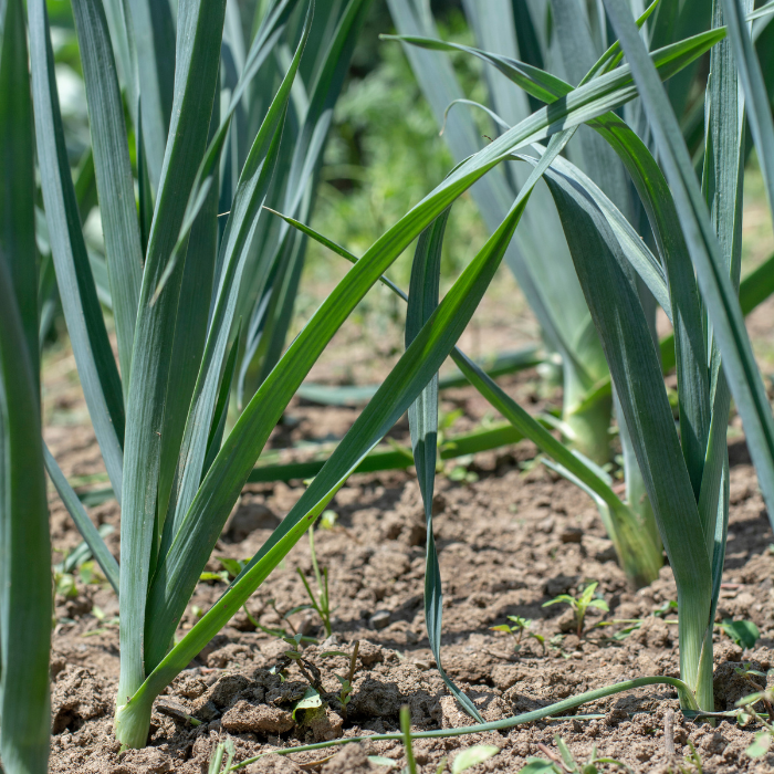 ALLIUM ampeloprasum - poireau / LAFORET - Pépinière La Forêt
