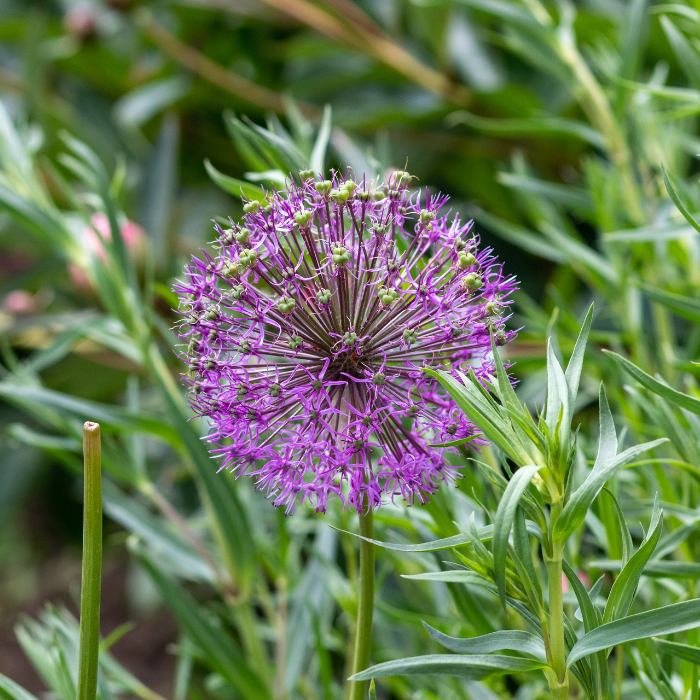 ALLIUM ampeloprasum/ LAFORET - Pépinière La Forêt