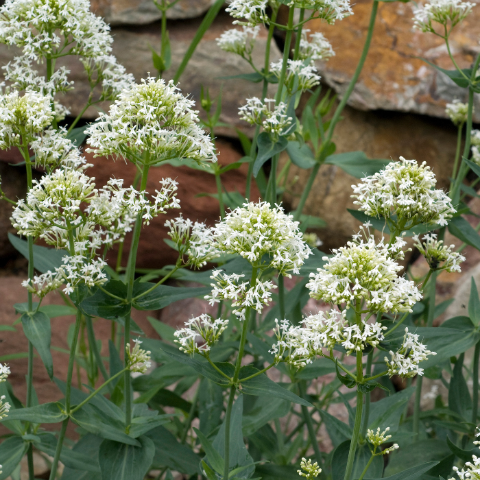 Centranthus ruber Albus / LAFORET - Pépinière La Forêt