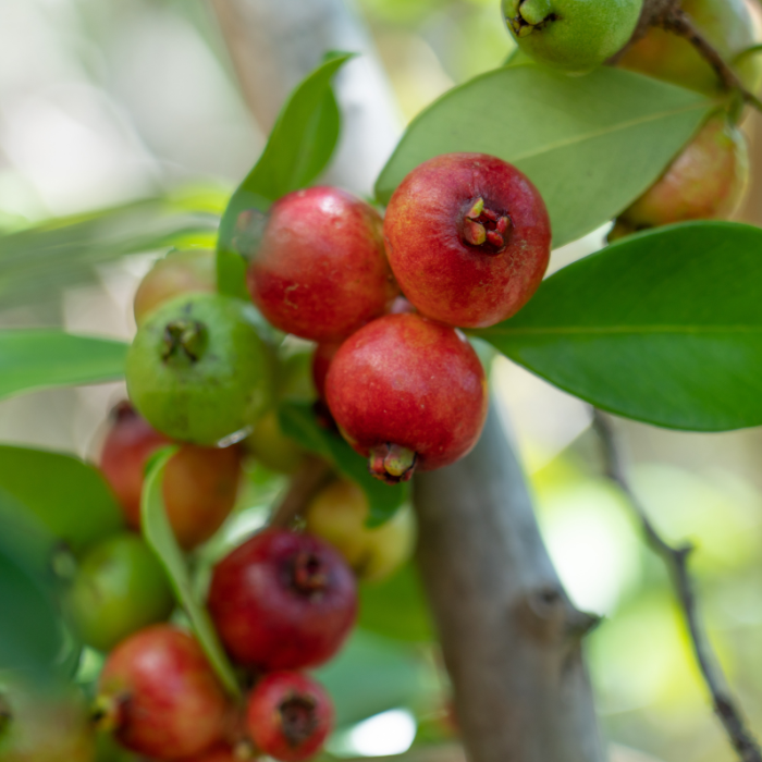 PSIDIUM cattleianum Cattley fruits / LAFORET - Pépinière La Forêt