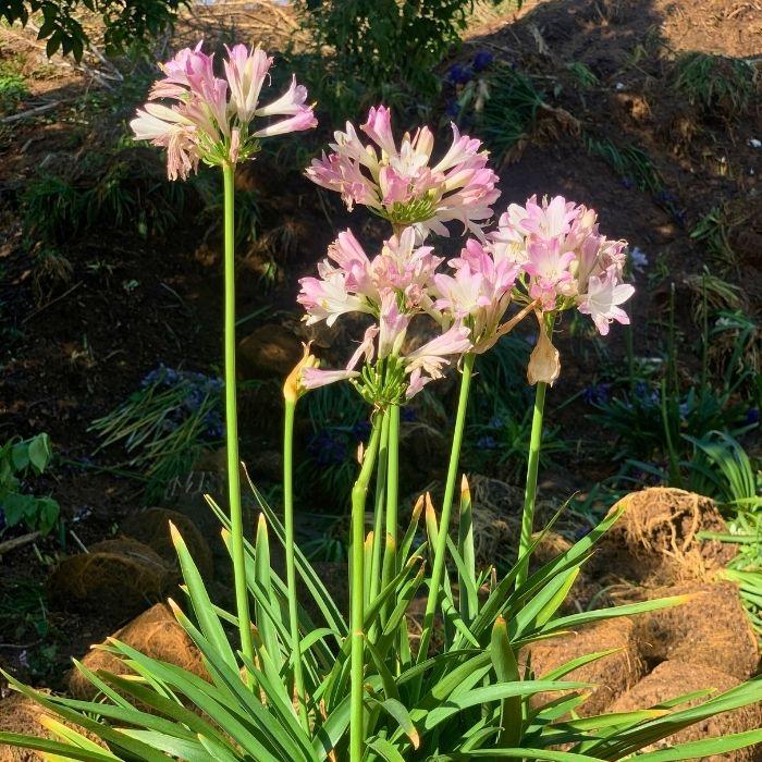 AGAPANTHUS Blush Pink Plante - LA FORET - Pépinière La Forêt