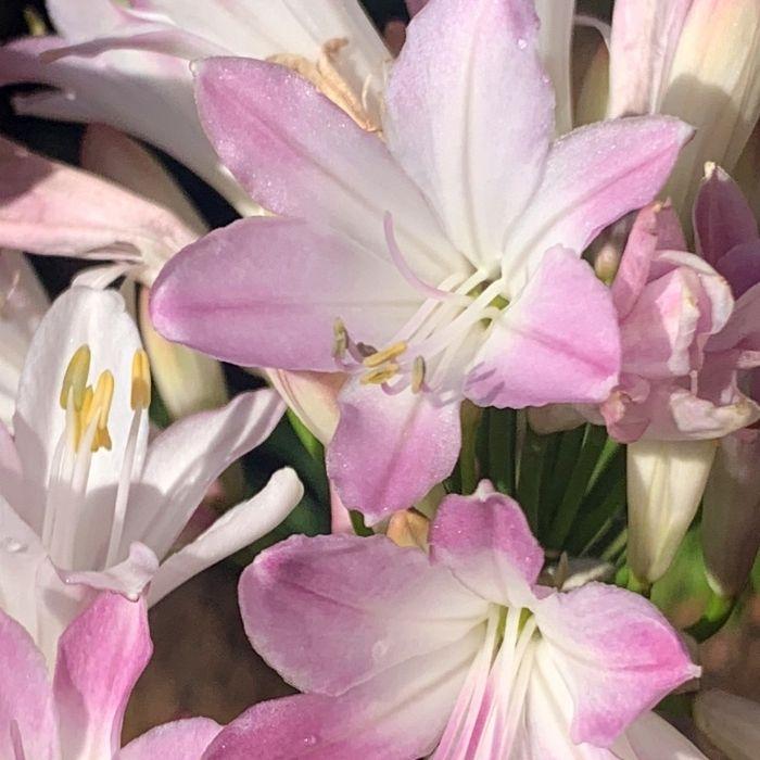 AGAPANTHUS Blush Pink Fleur - LA FORET - Pépinière La Forêt