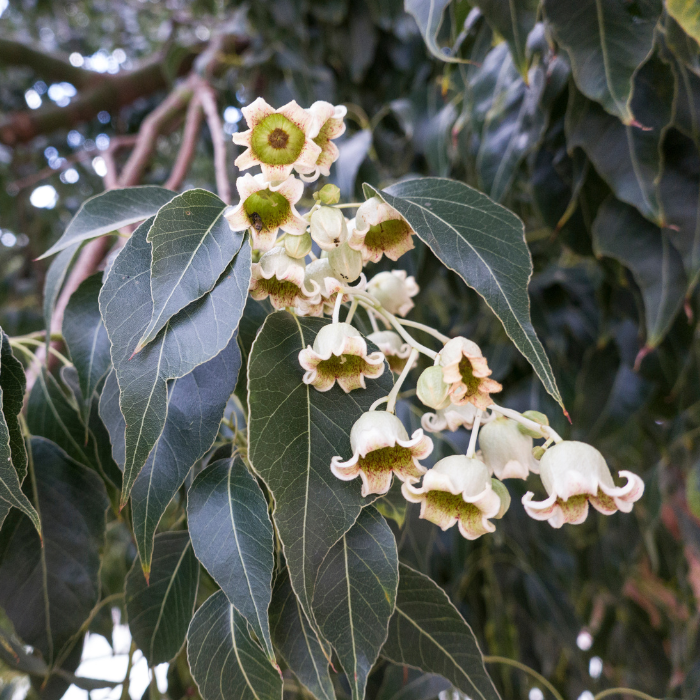 BRACHYCHITON populneus fleurs / LAFORET - Pépinière La Forêt