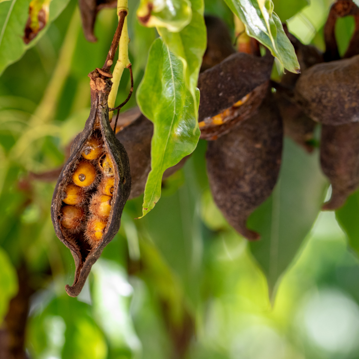 BRACHYCHITON populneus fruits / LAFORET - Pépinière La Forêt