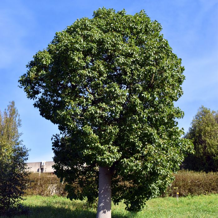 BRACHYCHITON populneus port / LAFORET - Pépinière La Forêt