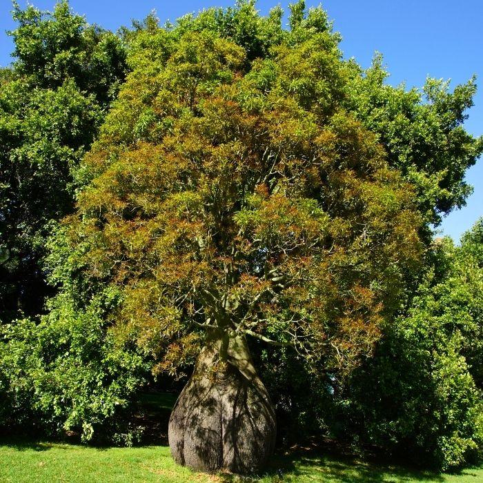 BRACHYCHITON rupestris arbre - LA FORET - Pépinière La Forêt