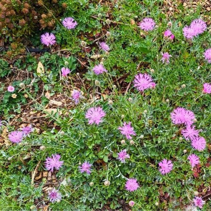 CENTAUREA bella Vivace - LA FORET - Pépinière La Forêt