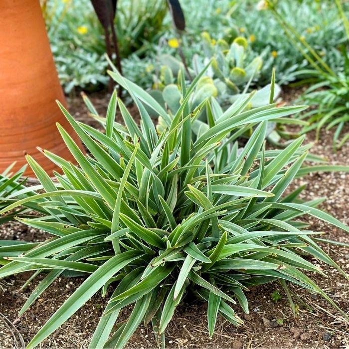 DIANELLA tasmanica Silver Fox ® - LA FORET - Pépinière La Forêt