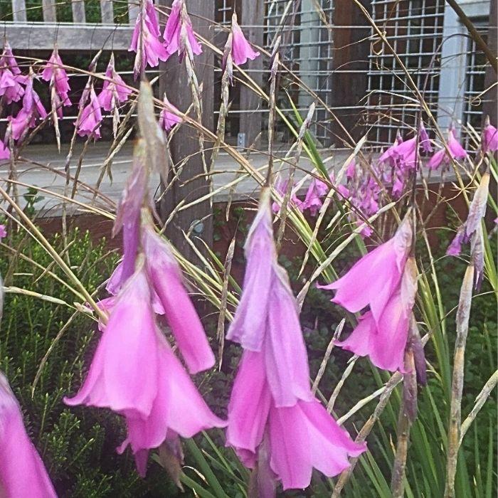 DIERAMA pulcherrimum Fleurs - LA FORET - Pépinière La Forêt