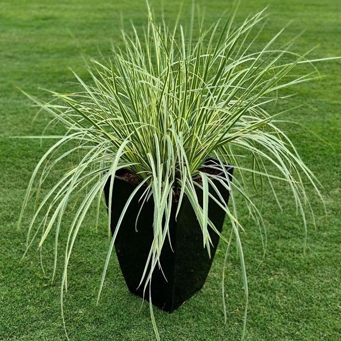 DIETES iridioides Milky Way ® Pot - LA FORET - Pépinière La Forêt