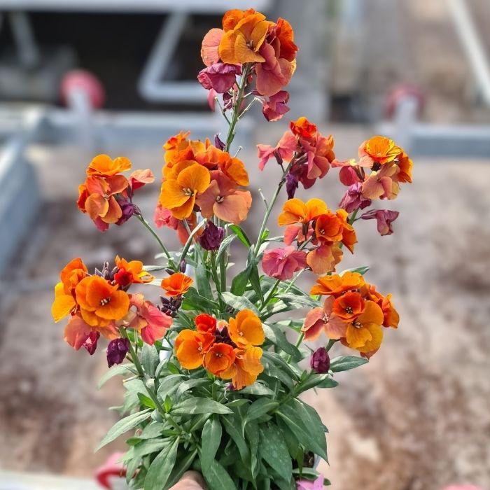 ERYSIMUM Colour Vibe Orange ® bouquet - LA FORET - Pépinière La Forêt