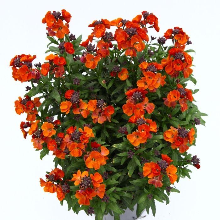 ERYSIMUM Colour Vibe Orange ® plante - LA FORET - Pépinière La Forêt