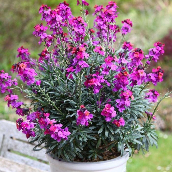 ERYSIMUM Colour Vibe Purple ® pot - LA FORET - Pépinière La Forêt