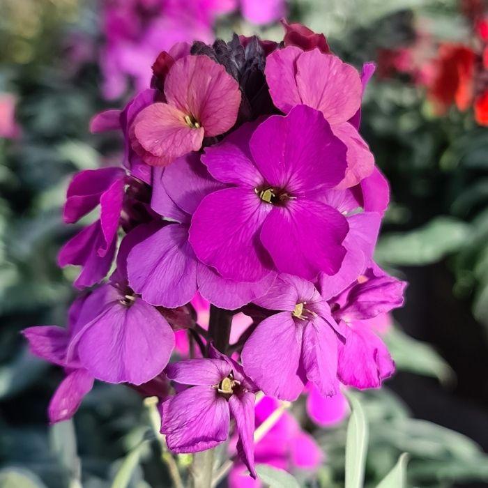 ERYSIMUM Colour Vibe Purple ® VIVACE - LA FORET - Pépinière La Forêt