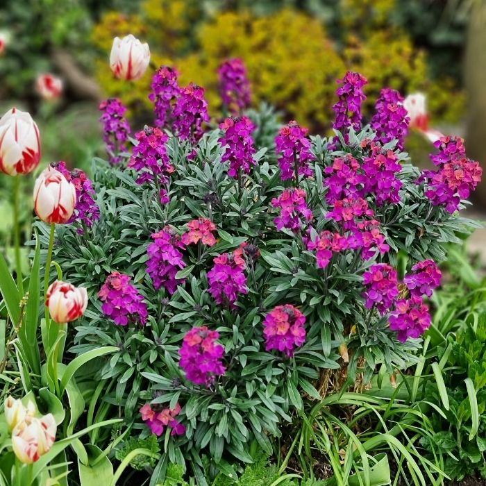 ERYSIMUM Colour Vibe Purple ® arbuste - LA FORET - Pépinière La Forêt
