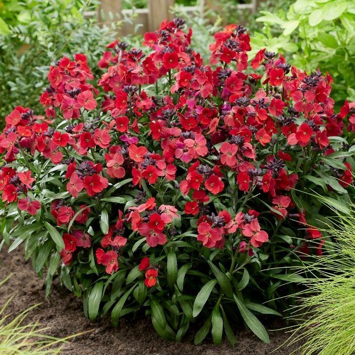ERYSIMUM Colour Vibe Red ® VIVACE - LA FORET - Pépinière La Forêt
