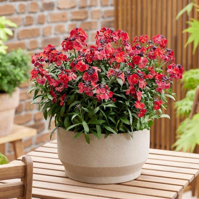 ERYSIMUM Colour Vibe Red ® pot - LA FORET - Pépinière La Forêt