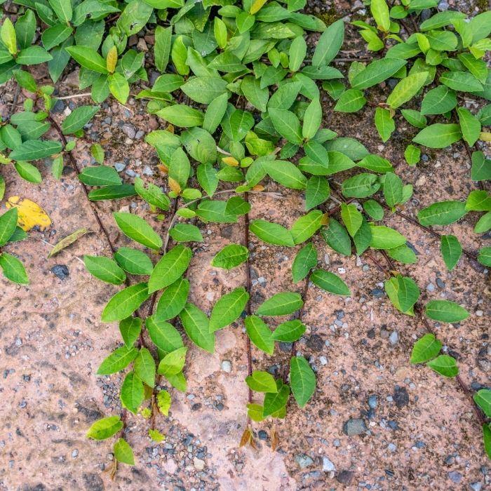 FICUS Tikoua  Plante - LA FORET - Pépinière La Forêt