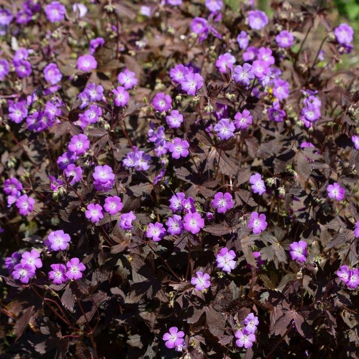 GERANIUM Maculatum Stormy Night ® plante - LA FORET - Pépinière La Forêt