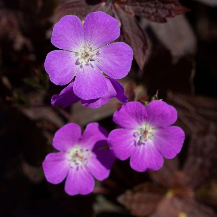 GERANIUM Maculatum Stormy Night ® fleurs - LA FORET - Pépinière La Forêt