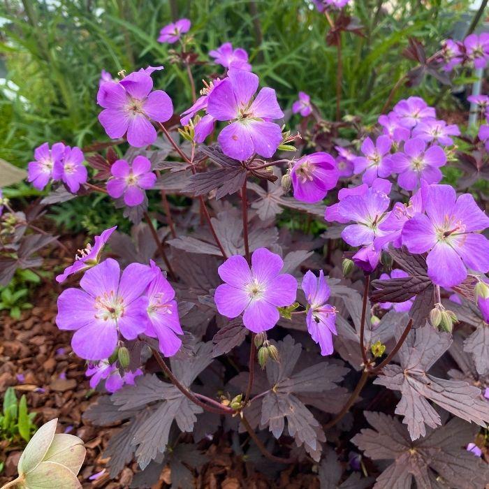 GERANIUM Maculatum Stormy Night ® floraison - LA FORET - Pépinière La Forêt