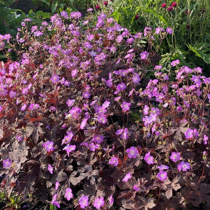 GERANIUM Maculatum Stormy Night ® massif - LA FORET - Pépinière La Forêt