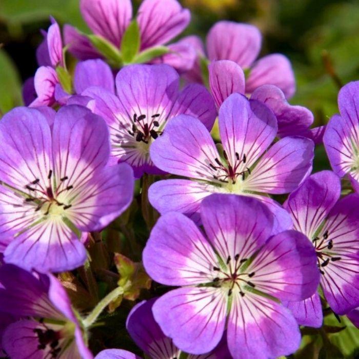 GERANIUM wallichianum Sweet Heidy ® vivace rustique - LA FORET - Pépinière La Forêt