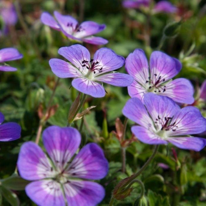 GERANIUM wallichianum Sweet Heidy® fleurs - LA FORET - Pépinière La Forêt