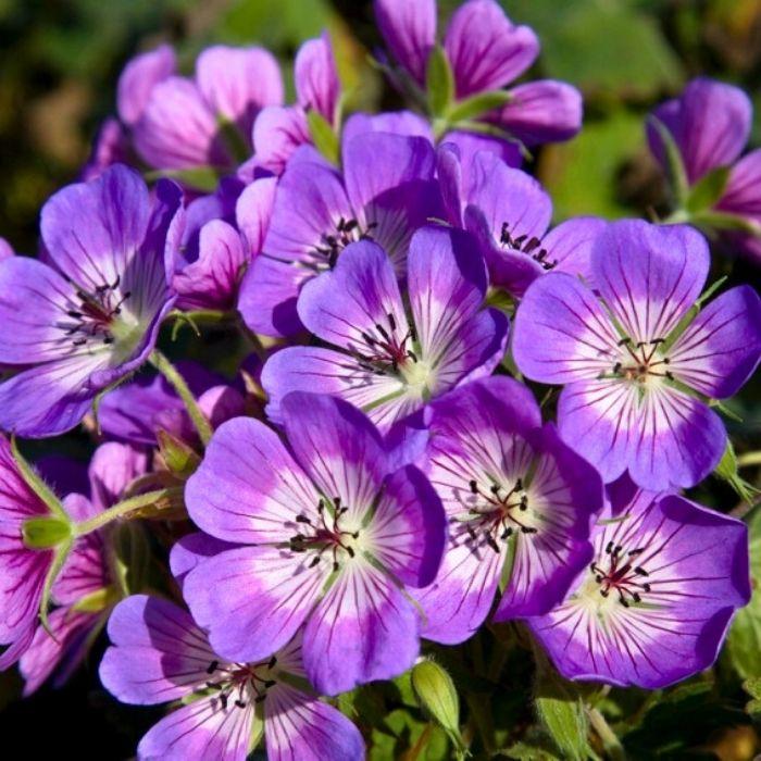 GERANIUM wallichianum Sweet Heidy® floraison - LA FORET - Pépinière La Forêt