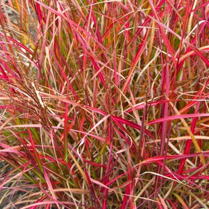 MISCANTHUS sinensis Purple Fall ® - LA FORET - Pépinière La Forêt