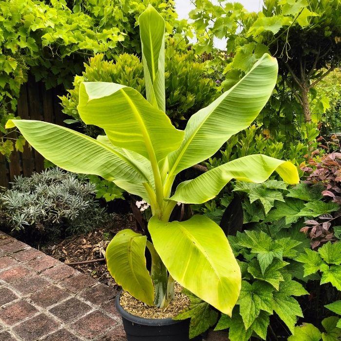 MUSA Ensete glaucum pot - LA FORET - Pépinière La Forêt