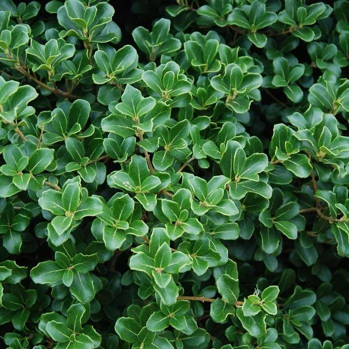 OSMANTHUS heterophyllus Rotundifolia feuillage - LA FORET - Pépinière La Forêt