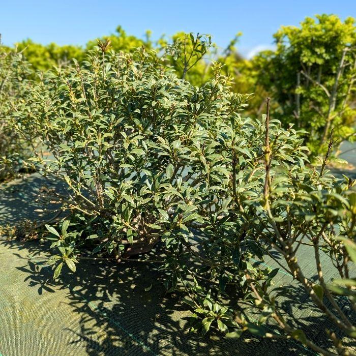 PITTOSPORUM heterophyllum Quissac  arbuste - LA FORET - Pépinière La Forêt