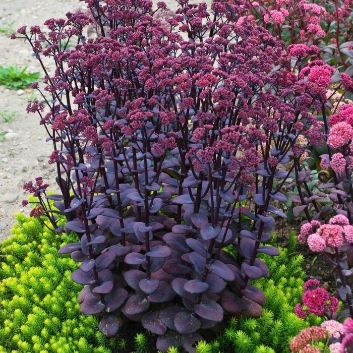 SEDUM cauticola Sunsparkler Blue Pearl ®  orpin - LA FORET - Pépinière La Forêt