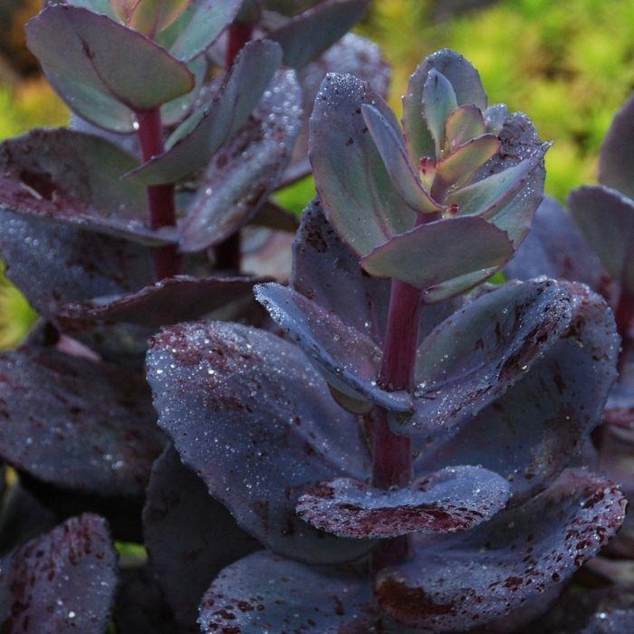 SEDUM cauticola Sunsparkler Blue Pearl ® feuillage - LA FORET - Pépinière La Forêt