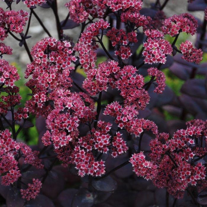 SEDUM cauticola Sunsparkler Blue Pearl ® fleurs - LA FORET - Pépinière La Forêt