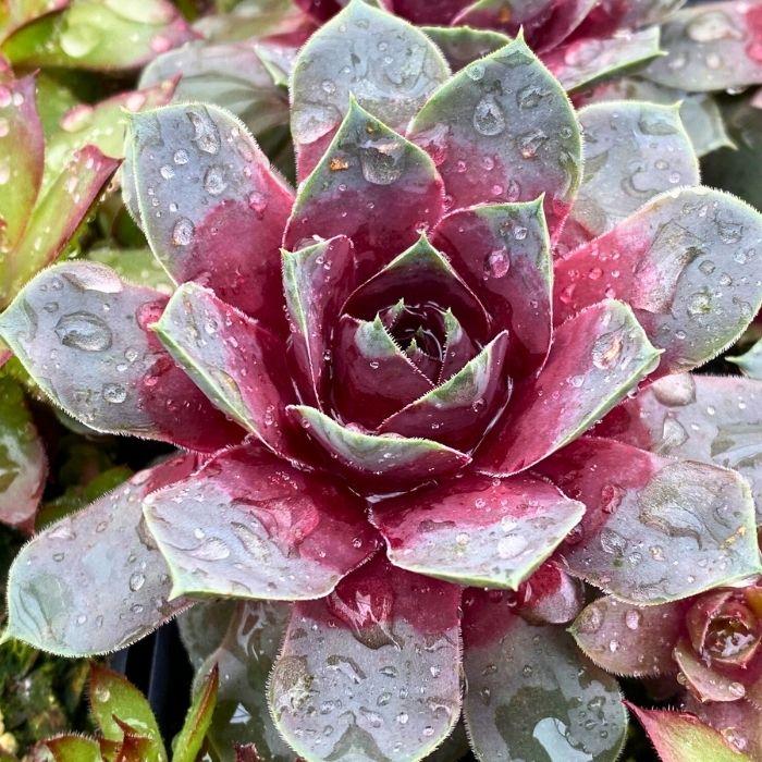 SEMPERVIVUM Chick Charms GIANT Steel Appeal ® fleur - LA FORET - Pépinière La Forêt