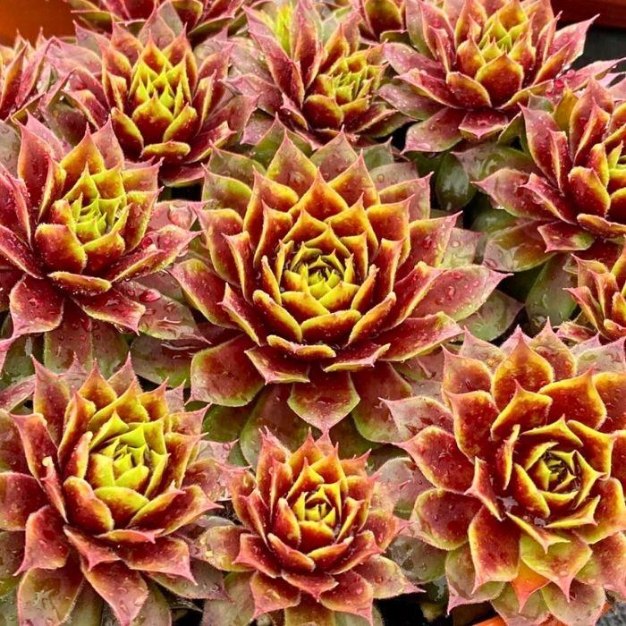 SEMPERVIVUM Chick Charms Gold Crown ® fleurs - LA FORET - Pépinière La Forêt