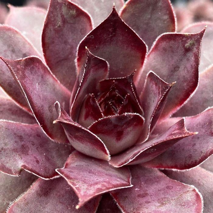 SEMPERVIVUM Chick Charms Grape Galaxy ® - LA FORET - Pépinière La Forêt