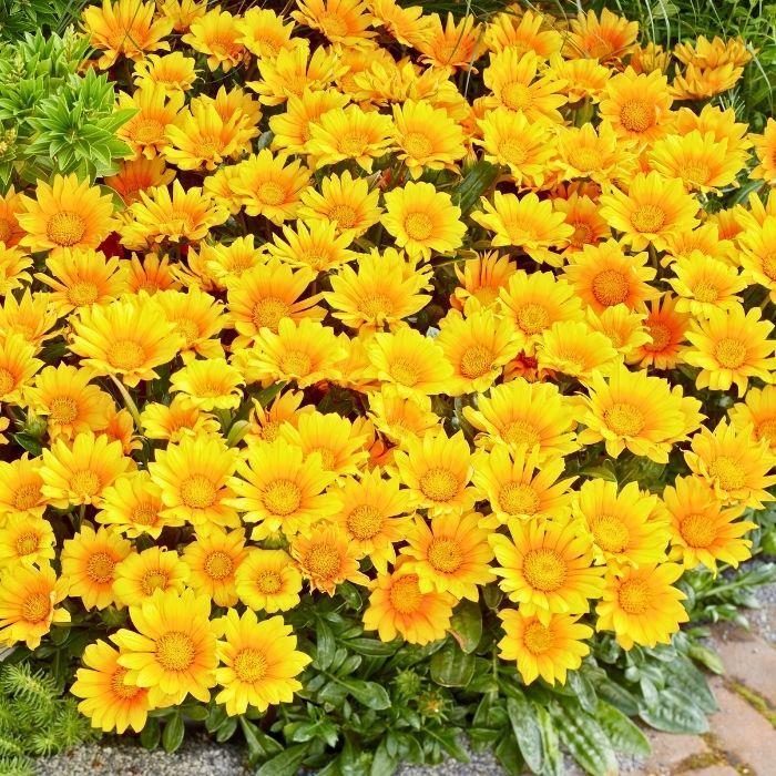 GAZANIA x suncarpet ® couvre-sol - LA FORET - Pépinière La Forêt
