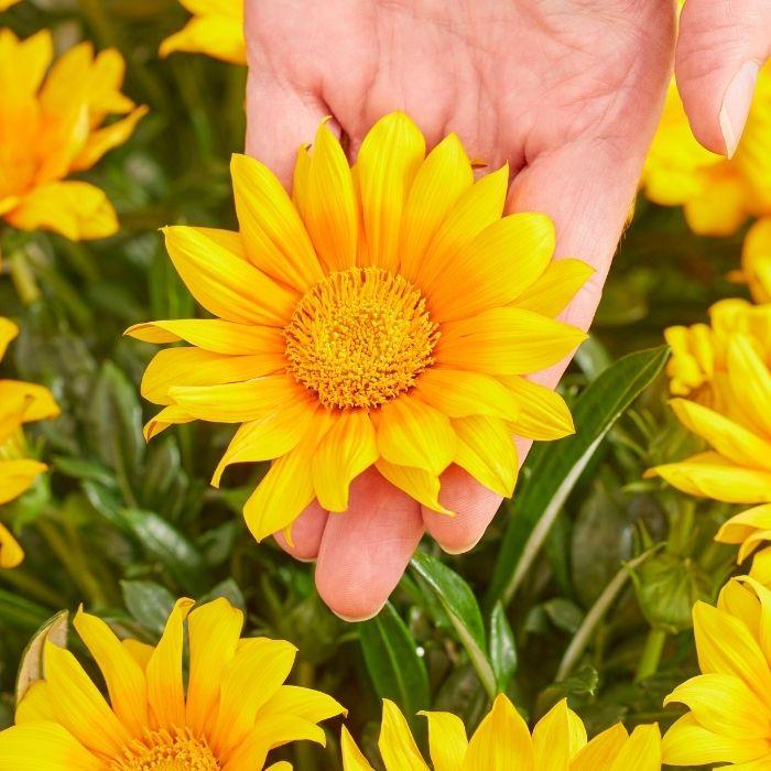GAZANIA x suncarpet ® fleur - LA FORET - Pépinière La Forêt