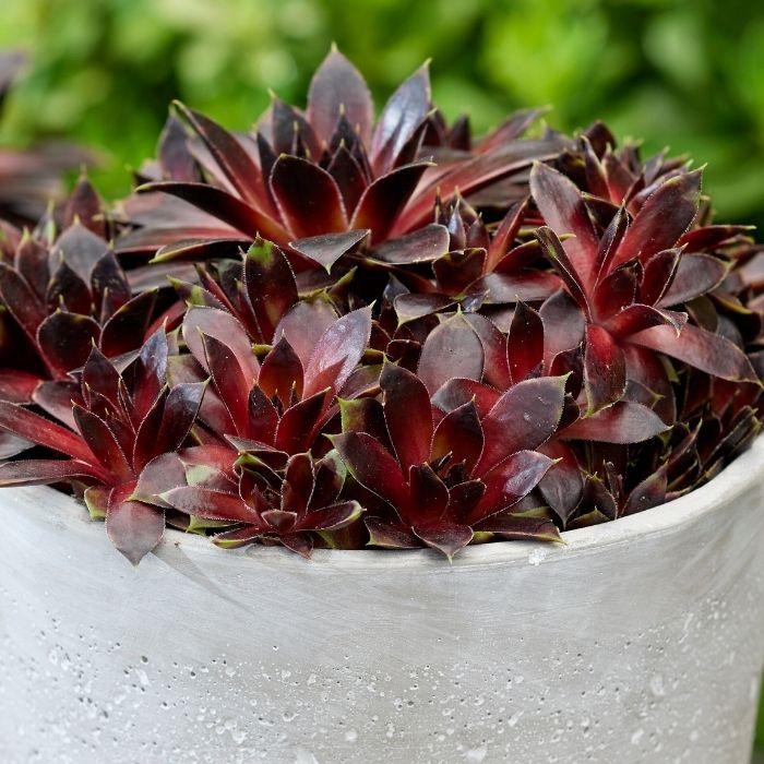 SEMPERVIVUM Colorockz ® Coconut Crystal ® pot - LA FORET - Pépinière La Forêt