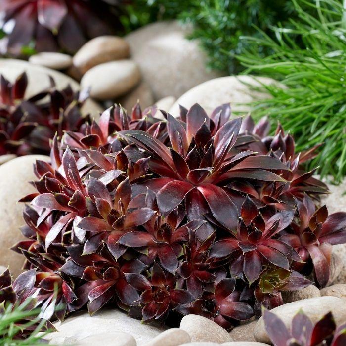 SEMPERVIVUM Colorockz ® Coconut Crystal ® plante - LA FORET - Pépinière La Forêt
