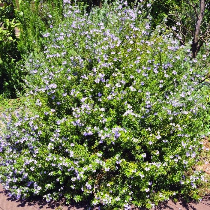 WESTRINGIA fruticosa Blue Armor arbuste - LA FORET - Pépinière La Forêt