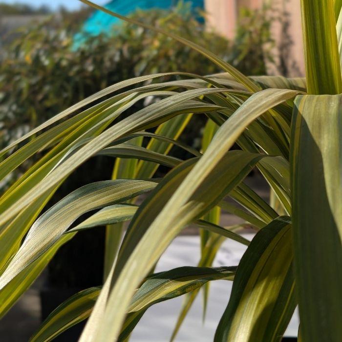 YUCCA recurvifolia Banana Split feuillage - LA FORET - Pépinière La Forêt