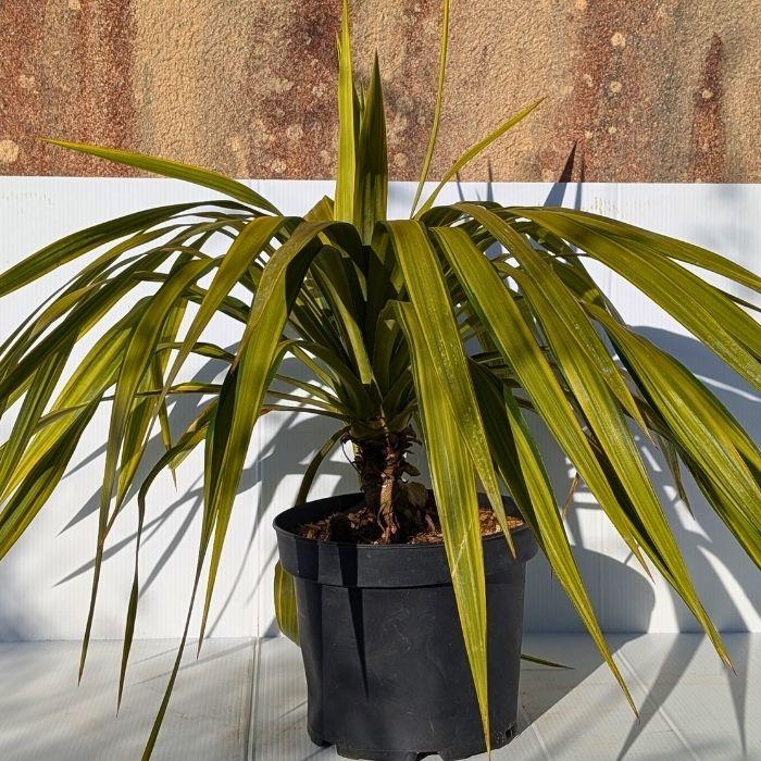YUCCA recurvifolia Banana Split pot - LA FORET - Pépinière La Forêt