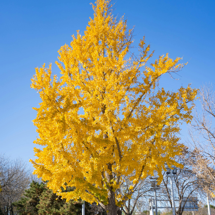 GINKGO biloba Tree - LA FORET - Pépinière La Forêt