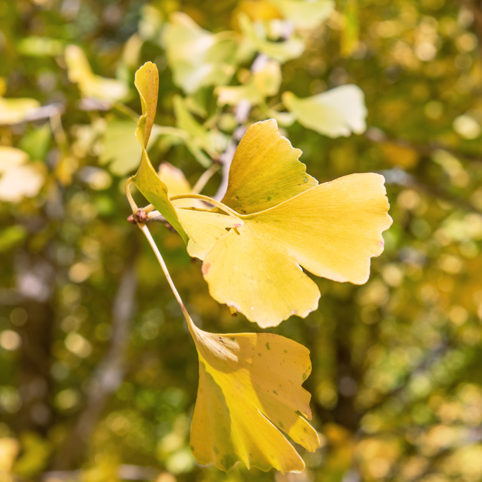 GINKGO biloba - LA FORET - Pépinière La Forêt