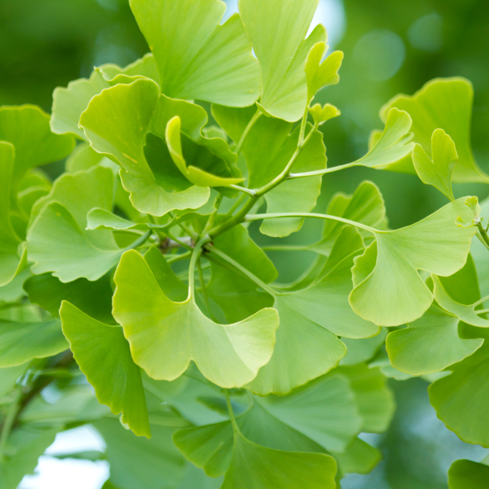 Leaves GINKGO biloba - LA FORET - Pépinière La Forêt